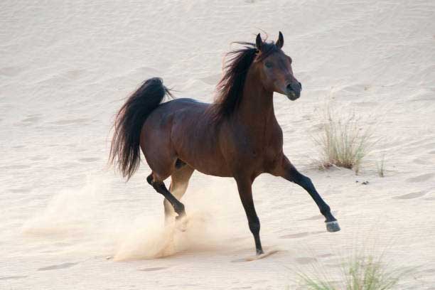arabische-pferde-1