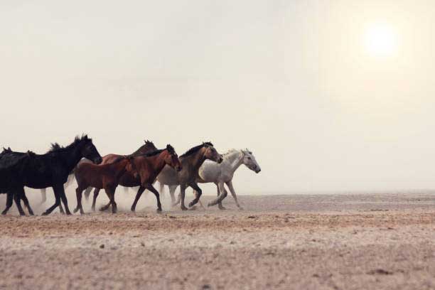 arabische-pferde-2